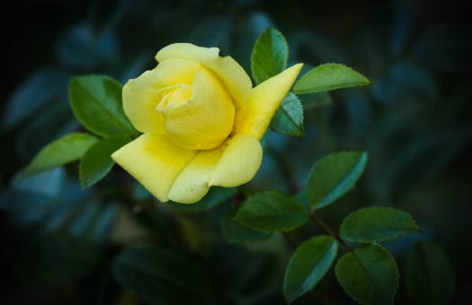 Solve YELLOW ROSE OF TEXAS jigsaw puzzle online with 77 pieces