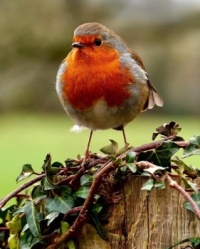 When the Red Red Robin Comes Bobbing Along