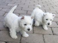 I want that dog
