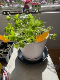 My parsley plant
