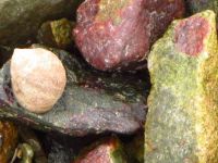 Beach Pebbles