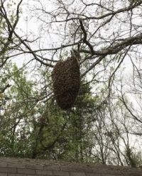Honey Bee Swarm