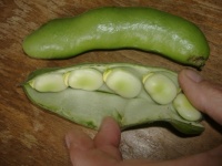 2025.07 - Allotment - Broad Beans in Pod 2 (Resize: 12 - 357 Pieces)