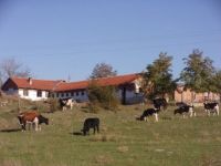 Farm and cows