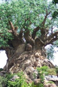 Knarled 500 yar old tree