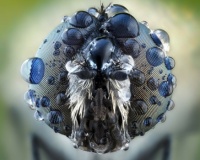 Unnamed/Unidentified fly with waterdrops all over