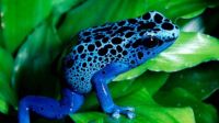 BLUE FROG