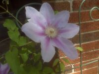 Mary's Clematis