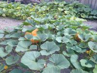 Great Pumpkin Patch