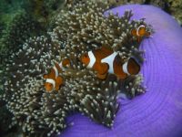 Clownfish. El Nido, Philipines