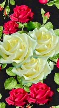 Beautiful Roses
