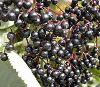 a bunch of elderberries