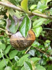 A feeding snail