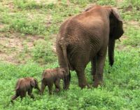 Elephant twins, most rare