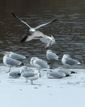 Ring-billed gulls at the edge of the ice.
