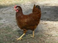 My New Chicken 3
