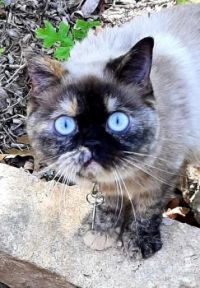 Suzie Q with eyes so blue.