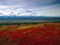 Denali National Park, Alaska.