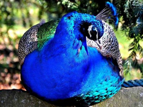 'The beautiful Peacock..2'