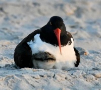 Mama Oyster Catcher,  and Her baby