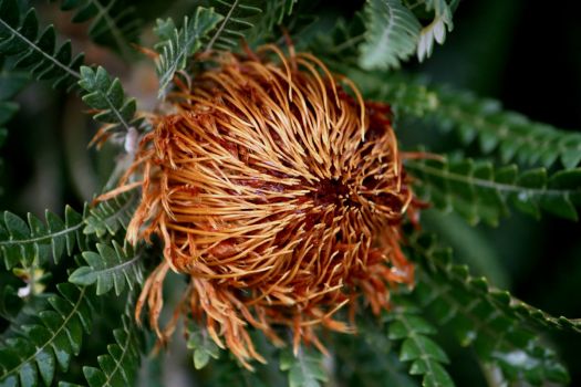 Banksia undata (syn. Dryandra praemorsa), Sea-urchin Dryandra, Proteaceae
