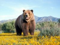 Big Bear