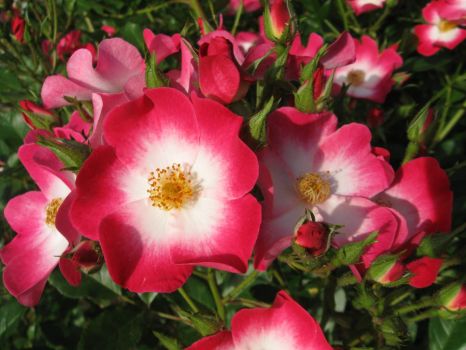 Rožni grm - A rose bush / At the Volčji Potok Arboretum