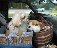 Tilly on road trip to florida
