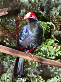 Violaceous Touraco