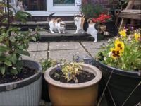Tilly & Toph in the garden