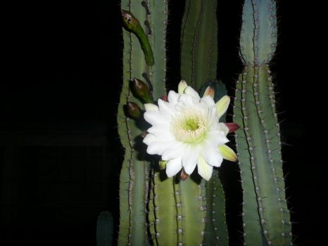 Night bloom cactus flower.