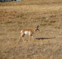 Wildlife in South Dakota
