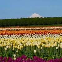 Tulip Farm with Mt. Hood in the background