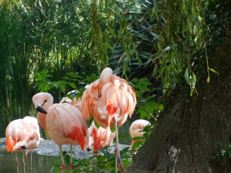 Flamingos at Durrell Conservation Trust