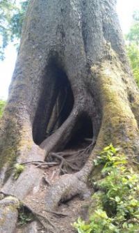 Cathedral Tree Astoria, Oregon