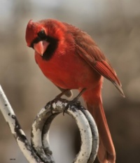 Cardinal