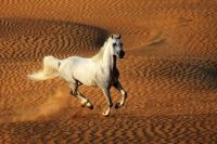 Desert Wind