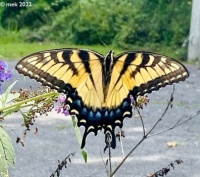 ySwallowtail