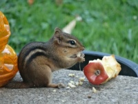 Dumpster Diving Chipmunk