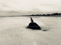 dog at the beach (Denmark)