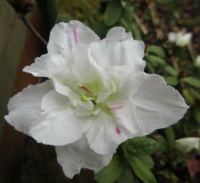 My white Azalea bloom  ..  close(r) up