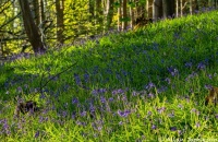 The Bluebells - Clyde Valley