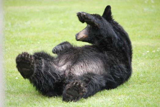 Scratching Bear ~ Taku Glacier Lodge, Alaska