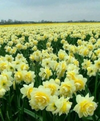Daffodils for my royal advisor Nev