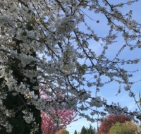 Under neighbor's cherry tree