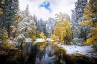 'snowliage' in Yosemite