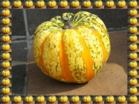Dýně...  The pumpkin...