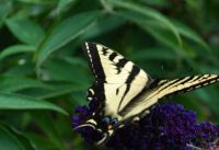 Oregon's state insect, Tiger swallowtail butterfly