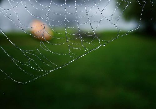 Lacey web