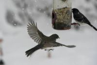 bird feeder in the snow